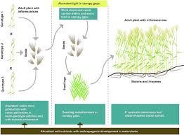 Attēlu rezultāti vaicājumam “Phragmites communis fruit”