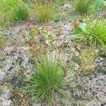 Attēlu rezultāti vaicājumam “Juncus squarrosus fruit”