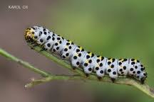 Attēlu rezultāti vaicājumam “Shargacucullia scrophulariae larva”