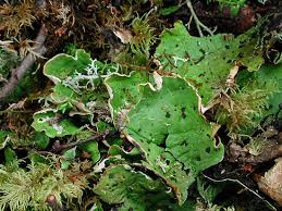 Attēlu rezultāti vaicājumam “Peltigera leucophlebia”