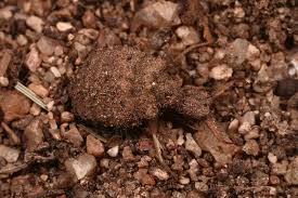 Attēlu rezultāti vaicājumam “Myrmeleontidae larva”