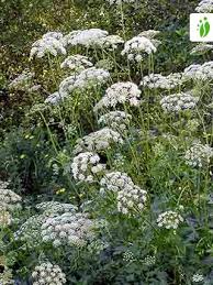 Image result for Pimpinella major