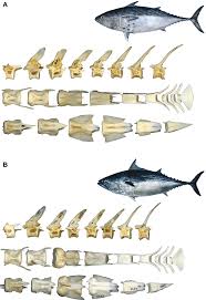 Image result for Euthynnus affinis