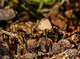 Attēlu rezultāti vaicājumam “Mycena pseudocorticola”