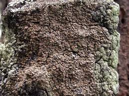 Attēlu rezultāti vaicājumam “Hypocenomyce scalaris”