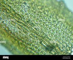 Attēlu rezultāti vaicājumam “Leskea polycarpa macro”