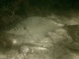 Image result for Pomadasys commersonnii