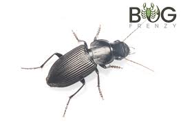 Attēlu rezultāti vaicājumam “Carabidae”