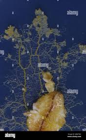 Attēlu rezultāti vaicājumam “Physarum virescens plasmodium”