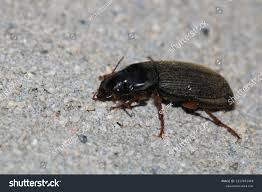 Attēlu rezultāti vaicājumam “Harpalus sp.”