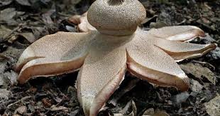 Attēlu rezultāti vaicājumam “Geastrum minimum”