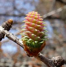 Attēlu rezultāti vaicājumam “Larix kaempferi female flower”