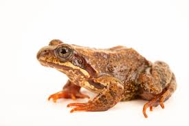 Attēlu rezultāti vaicājumam “Rana temporaria adult”