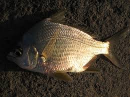 Image result for Eugerres plumieri