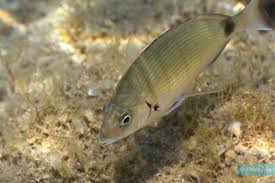 Image result for Diplodus kotschyi