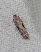 Attēlu rezultāti vaicājumam “Hypatima rhomboidella”