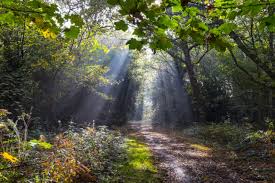 Image result for Surrey Bowmen