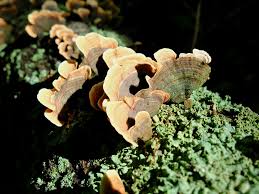 Attēlu rezultāti vaicājumam “Stereum fasciatum”