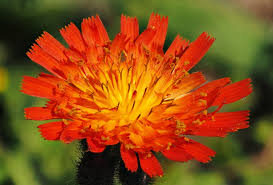 Image result for Hieracium aurantiacum