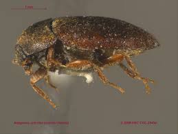 Attēlu rezultāti vaicājumam “Attagenus pellio”