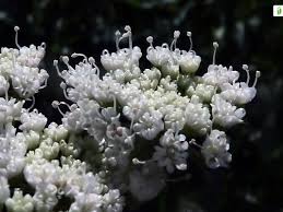 Attēlu rezultāti vaicājumam “Selinum carvifolia fruit”