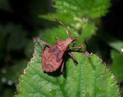 Attēlu rezultāti vaicājumam “Coreus marginatus nymph”