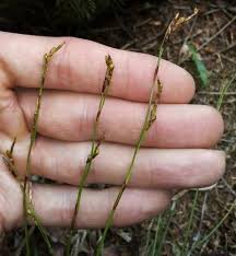 Attēlu rezultāti vaicājumam “Carex digitata”