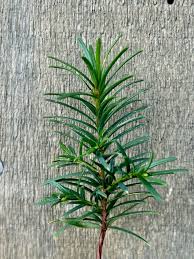 Attēlu rezultāti vaicājumam “Taxus baccata leaf”