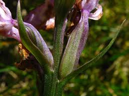 Attēlu rezultāti vaicājumam “Dactylorhiza fuchsii bud”