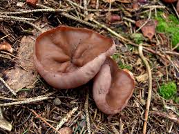 Attēlu rezultāti vaicājumam “Discina perlata”