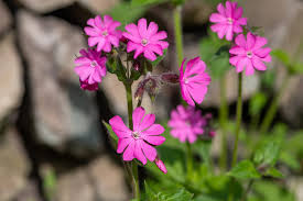 Attēlu rezultāti vaicājumam “Silene dioica flower”