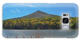 Image result for mountain top seashell