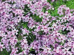 Attēlu rezultāti vaicājumam “Alyssum gmelinii”
