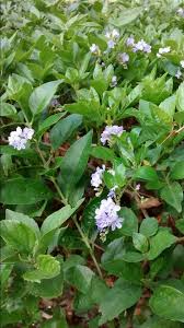 Attēlu rezultāti vaicājumam “Claytonia sibirica flower”