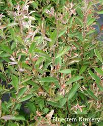 Attēlu rezultāti vaicājumam “Salix cinerea”