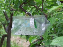 Attēlu rezultāti vaicājumam “Grapholita funebrana larva”