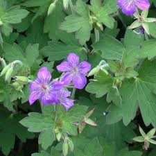 Image result for Geranium `Sandrine`