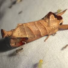 Attēlu rezultāti vaicājumam “Closterotomus biclavatus imago”