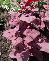 Image result for Atriplex hortensis