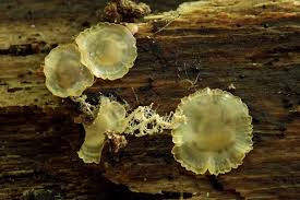 Attēlu rezultāti vaicājumam “Hyalorbilia inflatula”