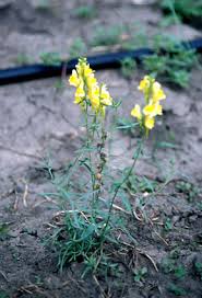 Attēlu rezultāti vaicājumam “Linaria vulgaris bud”