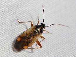Attēlu rezultāti vaicājumam “Adelphocoris seticornis”