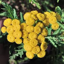 Attēlu rezultāti vaicājumam “Tanacetum vulgare flower”