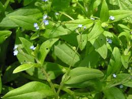 Attēlu rezultāti vaicājumam “Myosotis sparsiflora flower”