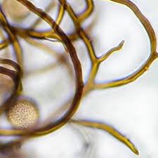 Attēlu rezultāti vaicājumam “Metatrichia floriformis stalked”