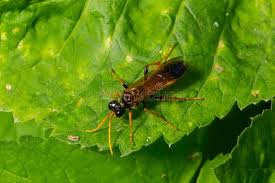Attēlu rezultāti vaicājumam “Tenthredo campestris female”
