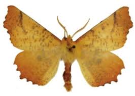 Attēlu rezultāti vaicājumam “Ennomos autumnaria”