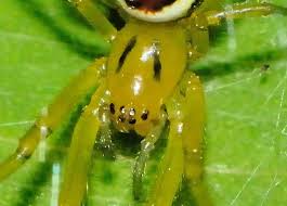 Attēlu rezultāti vaicājumam “Araneidae”