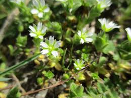 Attēlu rezultāti vaicājumam “Cerastium semidecandrum”