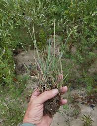 Attēlu rezultāti vaicājumam “Agrostis stolonifera”